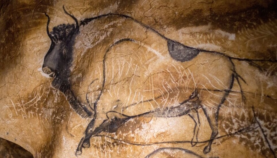 A view of the one of the drawings in the Chauvet caves