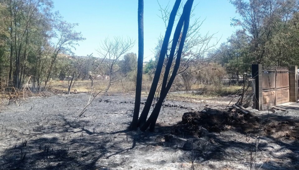 Scorched trees and ash-covered ground in a clearing after a wildfire